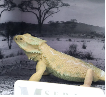 Kutulu Model Sakallı Kertenkele